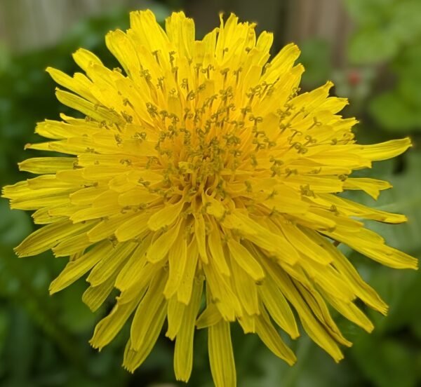 Dandy Lion's Wild