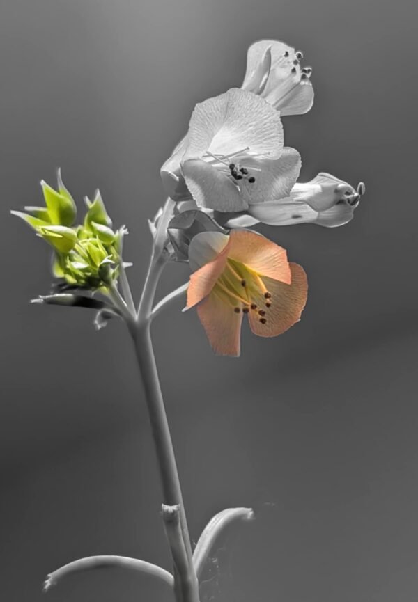 Grey Colored Life
