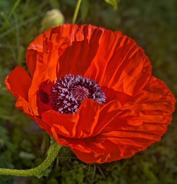 Poppin' Poppy